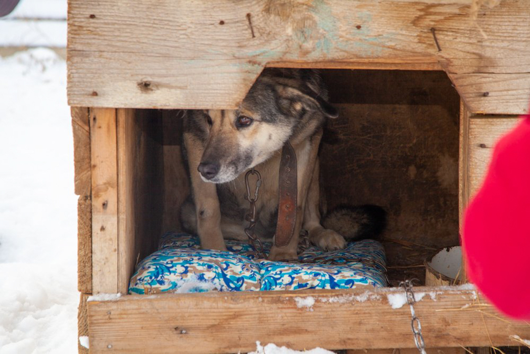 У астраханских бездомных собак теперь будут теплые лапы