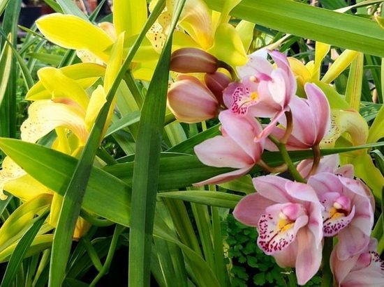 Ботанический сад приглашает волгоградцев увидеть экзотические цветы
