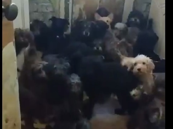 В квартире россиянки обнаружили 120 истощенных собак