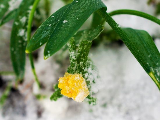 В Ботаническом саду Петербурга распустились первые цветы в разгар января