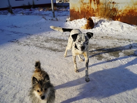 Уже 3 человека в Ямальском районе с начала года пострадали от домашних собак