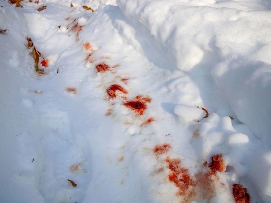 Труп в снегу в Боровичах привел полицию к убийце по кровавому следу
