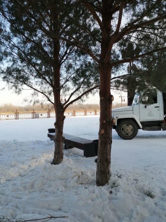 В Астрахани приступили к опиловке хвойных деревьев