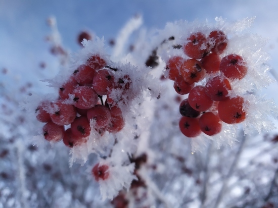 Белгородцев ожидает снежная и морозная неделя