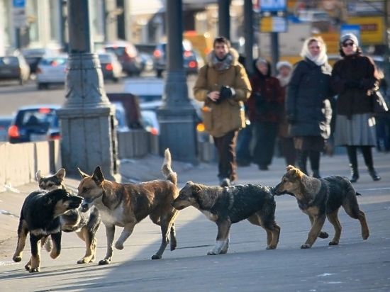 СК предложит поправки в законодательстве после случаев нападения собак на людей