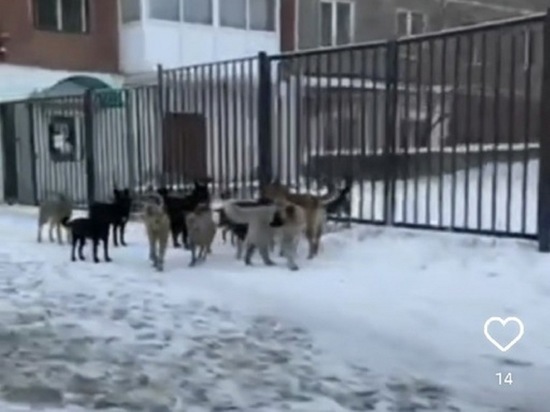 Читинцы пожаловались на агрессивную стаю собак возле школы №9