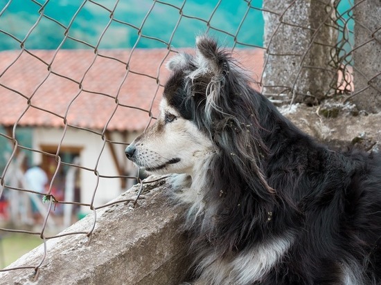Сапожников: за день будем отлавливать 20-30 собак в Чите