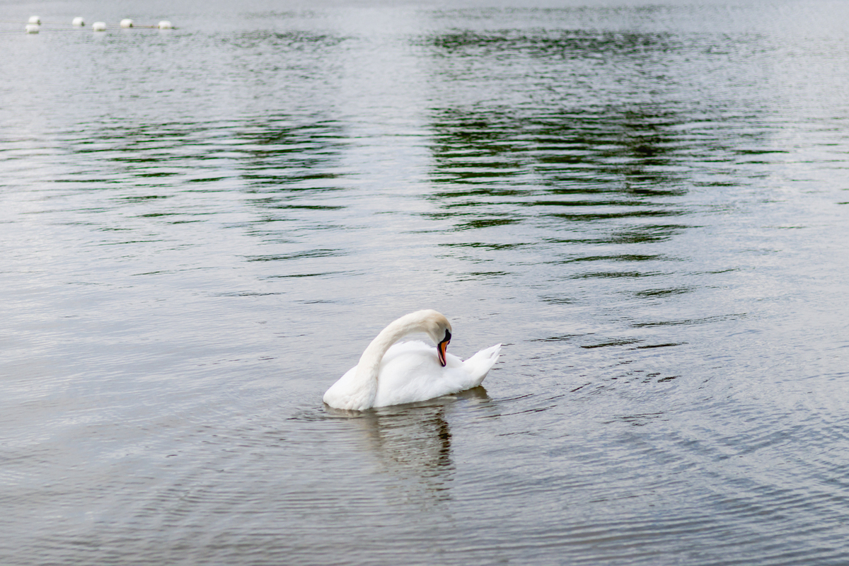 Мягкое слово лебедь. Лебеди в Астраханской области. Лебединое озеро Астрахань. Белый лебедь Астрахань. Астрахань мор лебедей.