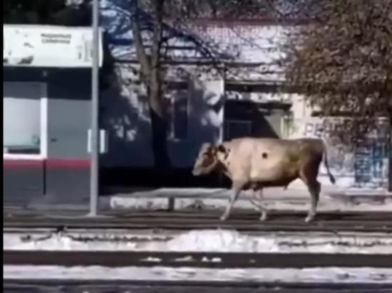 "Он бешеный походу": на ж/д-станции в Белореченске бык набросился на человека и повалил его на землю