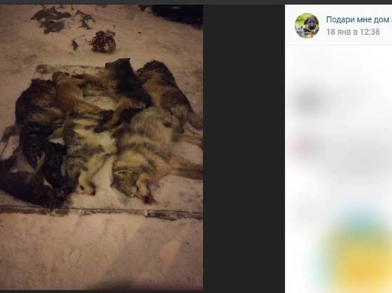 В Белгородской области неизвестные отравили 21 собаку во дворе частного дома