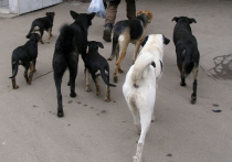 Еще одна жертва стаи бродячих собак зафиксирована в московском поселке Северный
