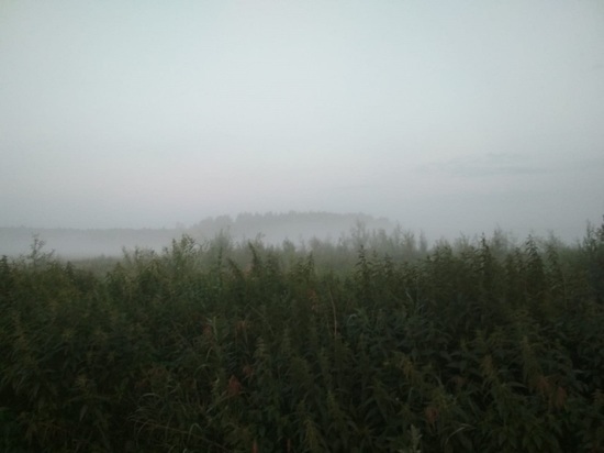 Тлеющие 17 торфяников не являются причиной смога в Екатеринбурге