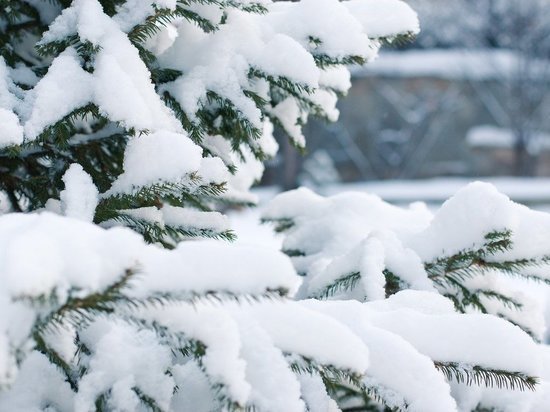 Вторник в Воронежской области будет морозный с небольшим снегом