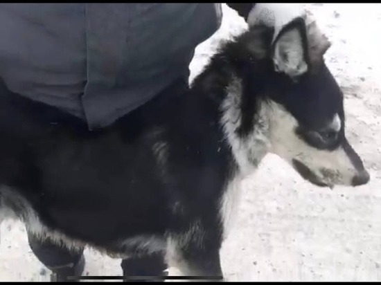 Почти 150 бездомных собак отловили в Чите с начала года
