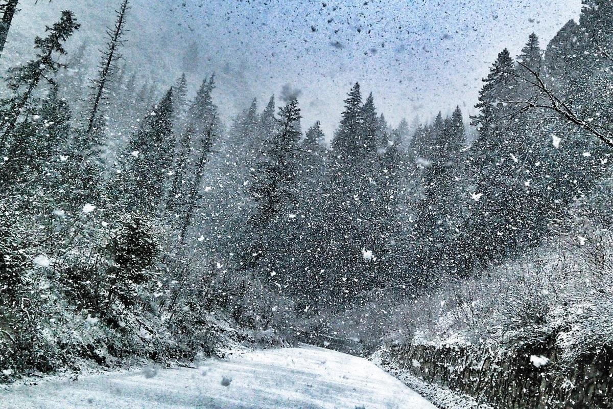 Snowstorm. Метель в лесу. Вьюга в лесу. Сильная Пурга в лесу. Сильный снегопад в тайге.