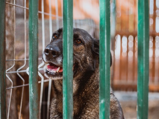 Режим повышенной готовности введут в Чите и Читинском районе из-за собак
