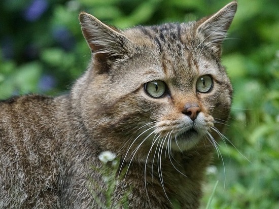 «Кисонька, вылезай»: амурский лесной кот забрался в авто россиянки