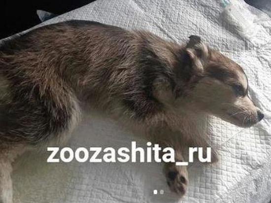Новосибирские ветеринары спасают выброшенного на мороз щенка с отеком мозга