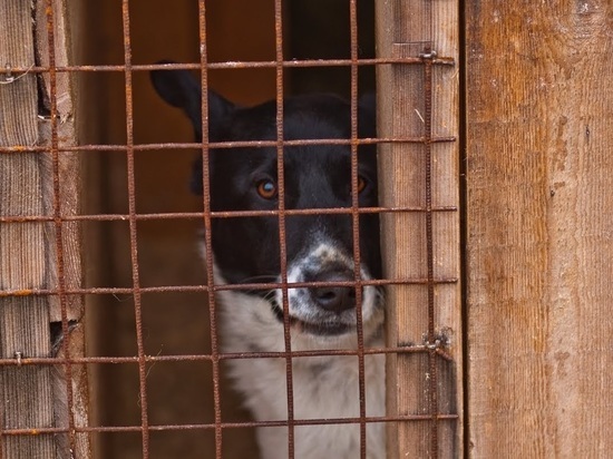 Массово отлавливать бродячих собак начали в Беломорском районе