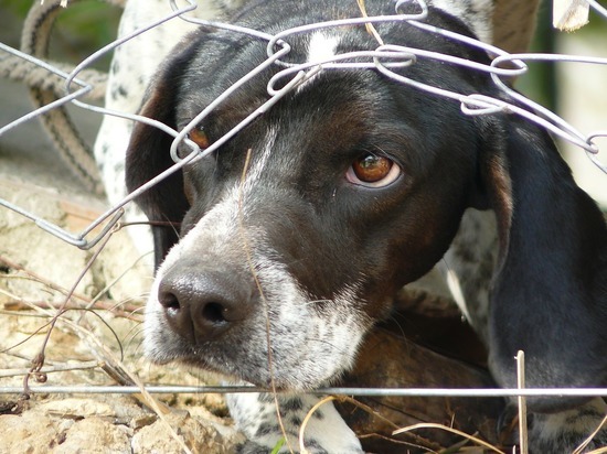 Собственные правила по отлову бродячих собак хотят ввести в селе Забайкалья
