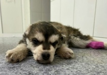 После сообщения о найденном щенке волонтерам поступил шквал сообщений - новосибирцы переживают за состояние чудом выжившего на морозе зверька, сообщили в приюте для бездомных животных