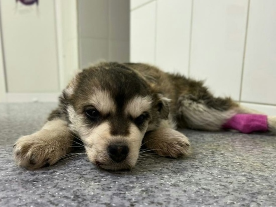 Волонтеры рассказали о состоянии выжившего на морозе щенка в Новосибирске