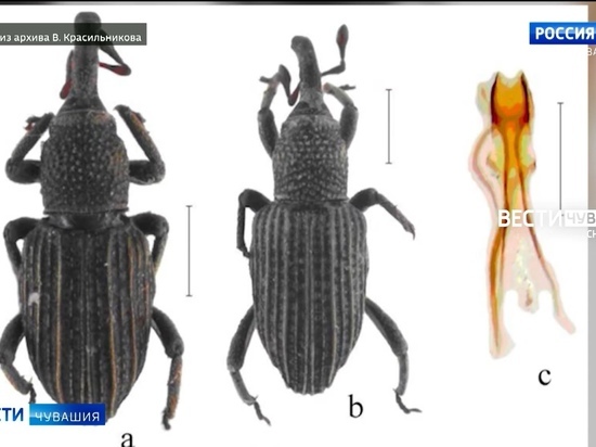 Найденный на Филиппинах вид жука назвали в честь чувашского биолога