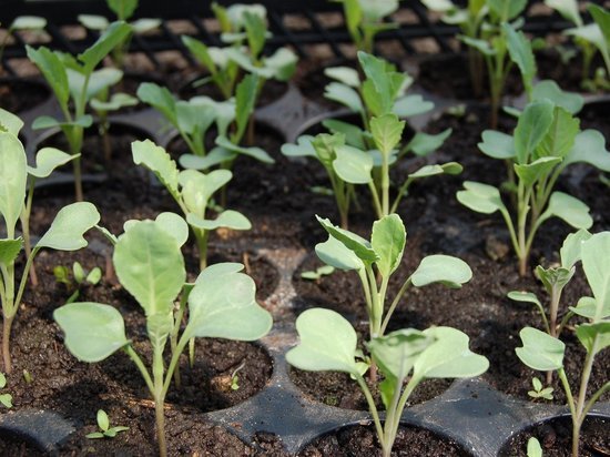 МК в Тамбове советует: при покупке семян для рассады, учитывайте их маркировку