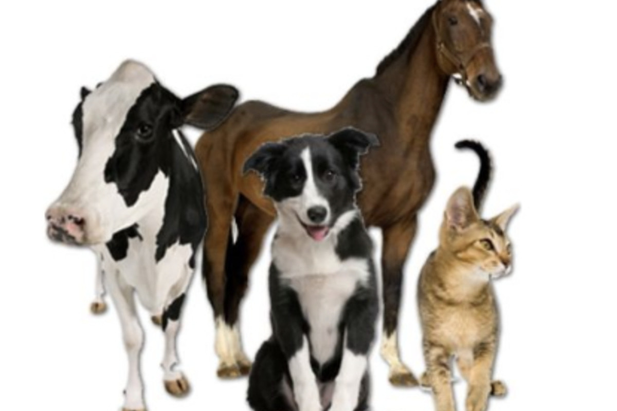 Корова свинья собака кошка. Ветеринария сельскохозяйственных животных. СХ животные. Корова и собака. Лошадь корова собака.