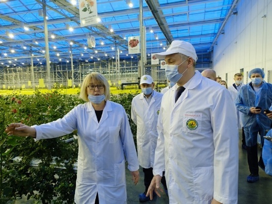 Тепличное хозяйство в Новосибирской области наращивает производство сортовых роз