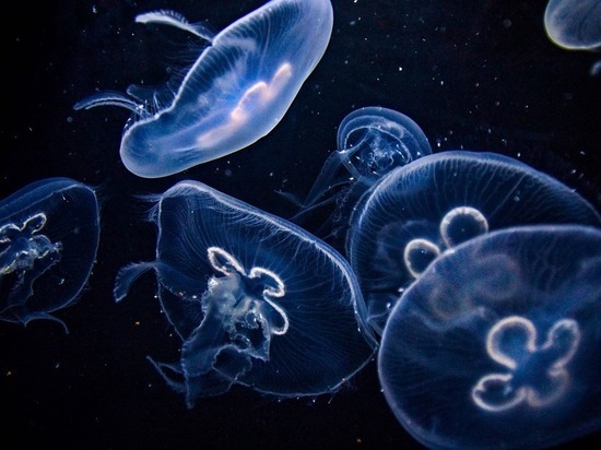 Из медуз Азовского моря будут делать «инъекции красоты»
