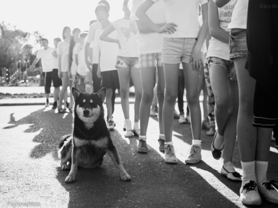 «Это назрело»: глава Астрахани Пермякова причину смерти мужчины от нападения собак назвала проблемой в законодательстве