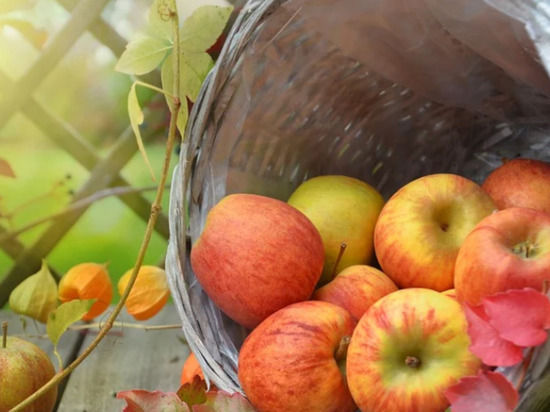 Как «обмануть» яблоки и груши и заставить их плодоносить каждый год