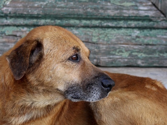 Более 50 бездомных собак отловлено в Чите с начала недели