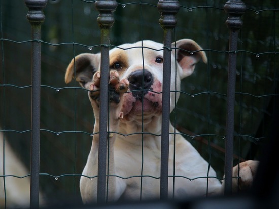 Почти 300 новых мест для содержания бездомных собак прибавится в питомнике при ИК-3 в Чите, в вольеры перестроят пустующий свинарник