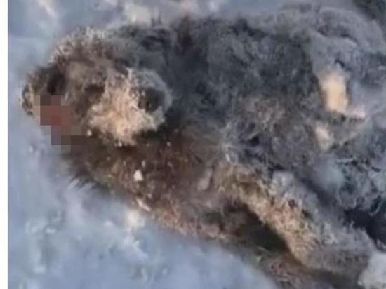 Волонтеры нашли вмерзшую в снег бездомную собаку под Новосибирском