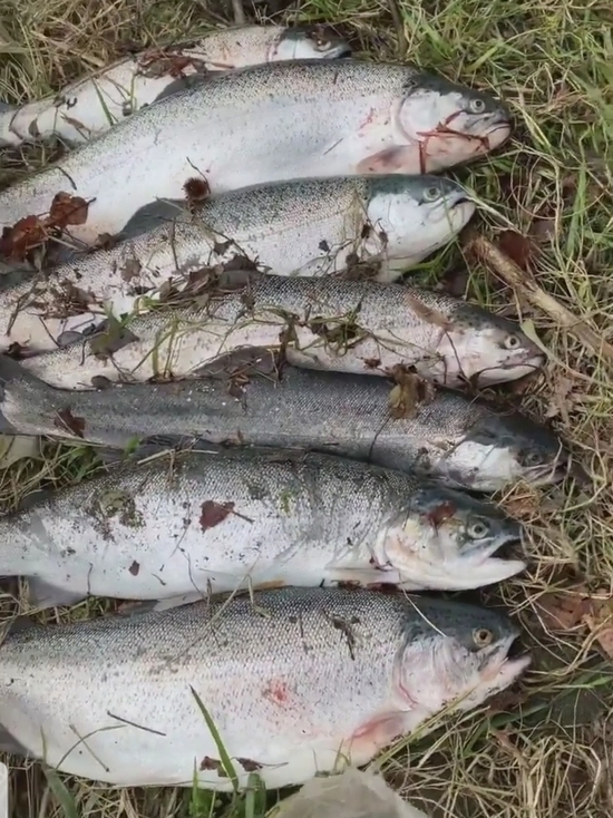 Красная лихорадка: в Сочи рыбаки массово вылавливают «сбежавшую» форель