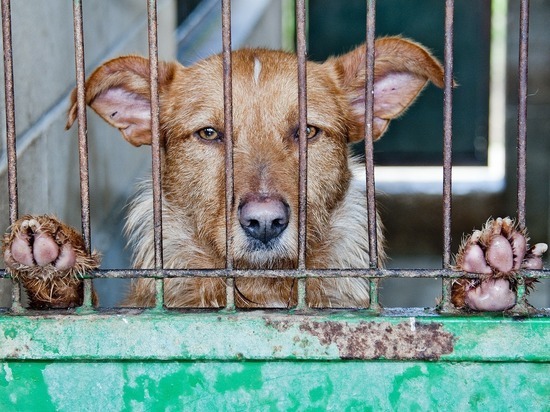 Компания по отлову собак «Пять звезд» собирается построить приют в Чите