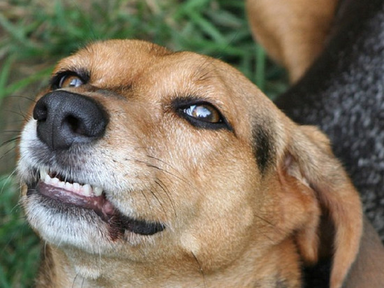 Зубы никуда не денутся: алтайские депутаты предлагают разрешить эвтаназию собак