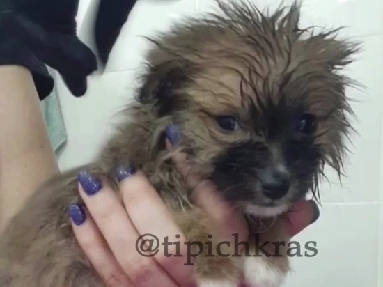 В Крымске жители спасли выброшенного на остановке щенка