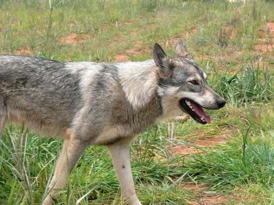 В прошлом году в Воронежской области бешенство обнаружили у 7 кошек и 1 волка