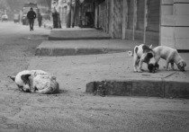 Глава Хакасии: назрела потребность в федеральных программах по проблемам уличных собак