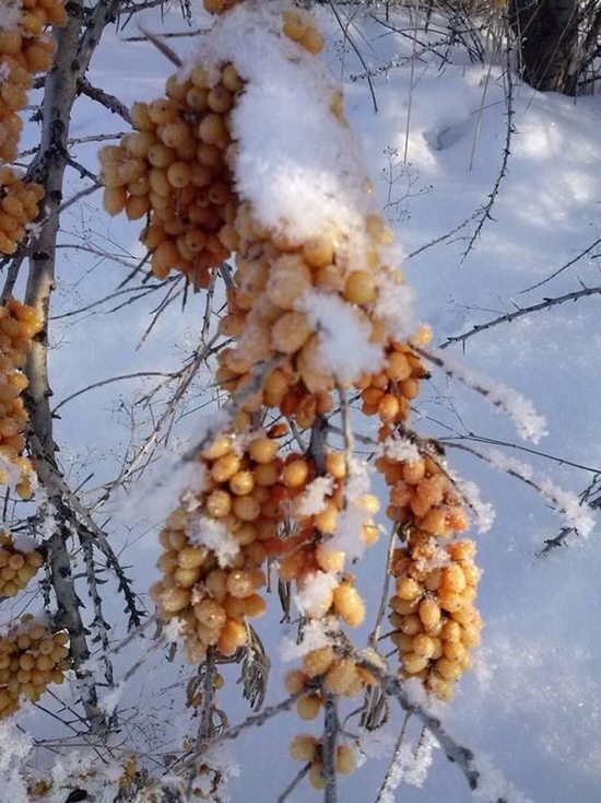 В пятницу в Воронежской области ожидается небольшой снег