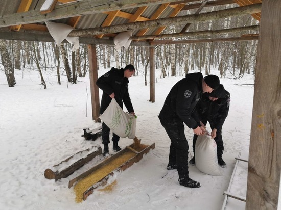 В Белгородской области организуют «лесные столовые» для диких животных