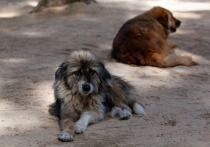 Кемеровские стаи бездомных собак могут серьезно увеличиться