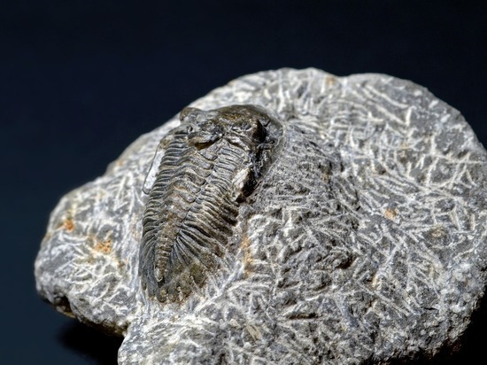 В 500-миллионолетних окаменелостях найдена нервная ткань