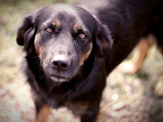 Приют для бездомных собак в деревне Кипень проверят следователи