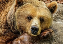 В Ташкентском зоопарке женщина перебросил через заграждение девочку в вольер к бурому медведю