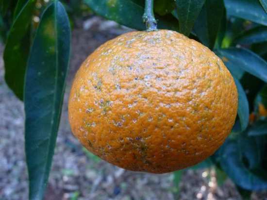 Вредный организм обнаружили на мандаринах и грейпфрутах в Твери