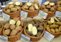 Как известно, картофель, если он не жареный с большим количеством жира, способен принести немалую пользу организму